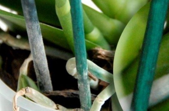 В чем разница между пластиковыми, расщепленными бамбуковыми и стекловолоконными стойками для растений?